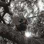 دانلود آلبوم Ty Segall – Hello, Hi (24Bit Stereo)